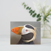 Tufted Puffin (Fratercula cirrhata) Postkarte (Stehend Vorderseite)