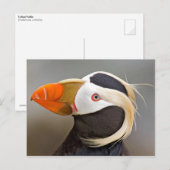 Tufted Puffin (Fratercula cirrhata) Postkarte (Vorne/Hinten)