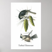 Tufted Titmouse, John Audubon Poster (Vorne)