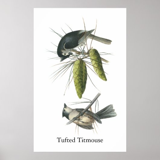 Tufted Titmouse, John Audubon Poster (Vorne)