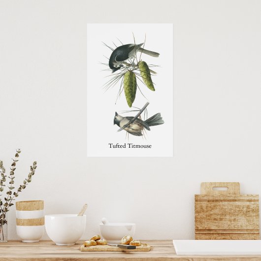 Tufted Titmouse, John Audubon Poster (Küche)