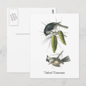 Tufted Titmouse, John Audubon Postkarte (Vorne/Hinten)