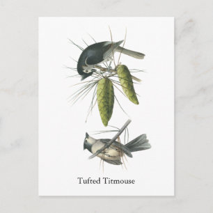 Tufted Titmouse, John Audubon Postkarte
