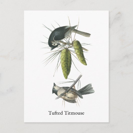 Tufted Titmouse, John Audubon Postkarte (Vorderseite)