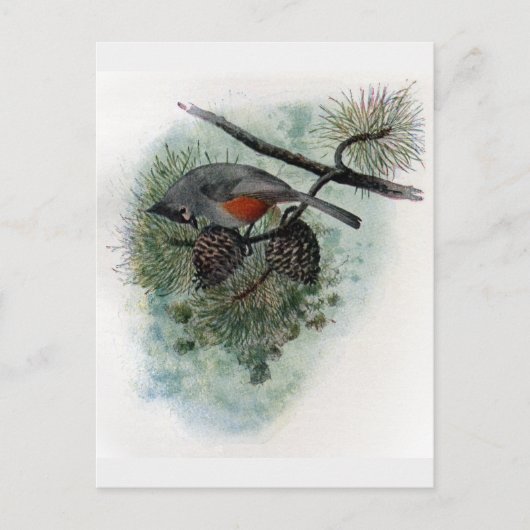 Tufted Titmouse Perched on Pinecone Postkarte (Vorderseite)