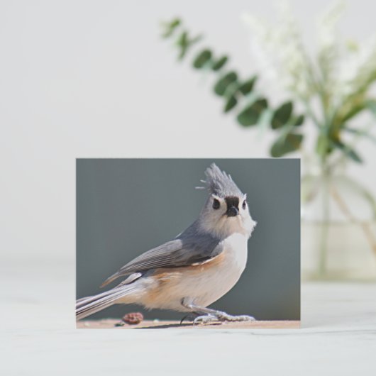 Tufted Titmouse Postkarte (Stehend Vorderseite)