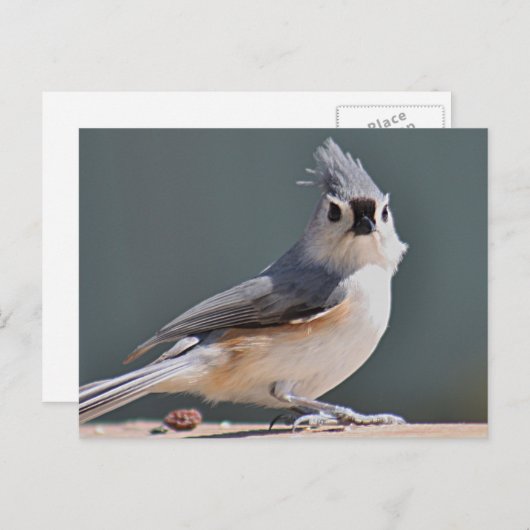 Tufted Titmouse Postkarte (Vorne/Hinten)