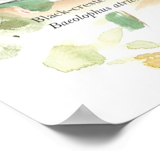 Tufted Titmouse Songbird Leaves Trees Poster (Ecke)