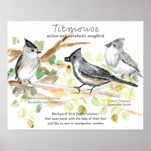 Tufted Titmouse Songbird Leaves Trees Poster (Vorne)