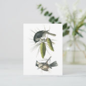 Tufted Titmouse von Audubon Postkarte (Stehend Vorderseite)