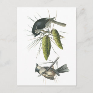 Tufted Titmouse von Audubon Postkarte