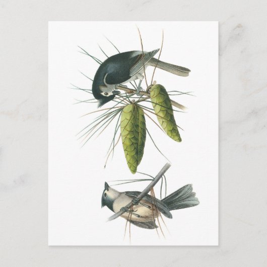 Tufted Titmouse von Audubon Postkarte (Vorderseite)