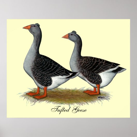 Tufted Toulouse Geese Poster (Vorne)