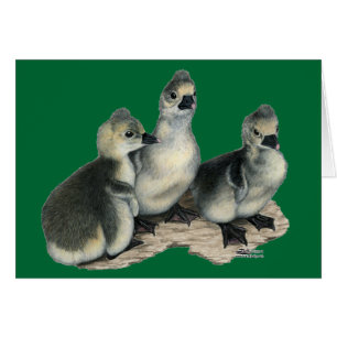 Tufted Toulouse Goslings