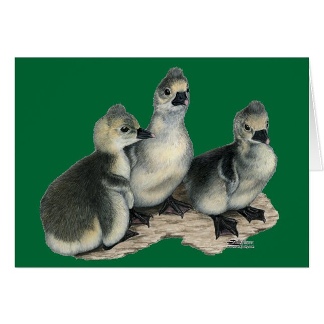 Tufted Toulouse Goslings (Vorderseite (Horizontal))
