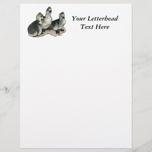 Tufted Toulouse Goslings (Vorderseite)