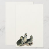Tufted Toulouse Goslings Briefpapier (Vorne/Hinten)