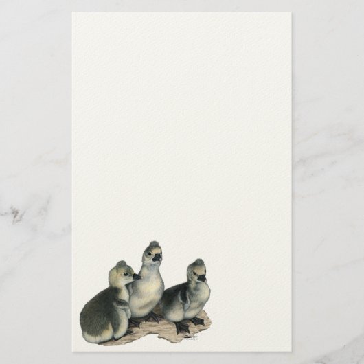 Tufted Toulouse Goslings Briefpapier (Vorderseite)