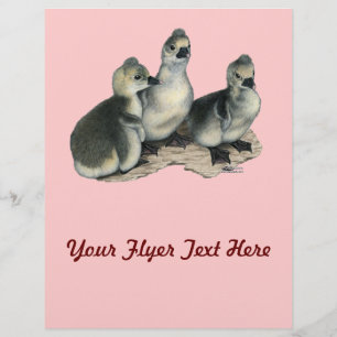 Tufted Toulouse Goslings Flyer