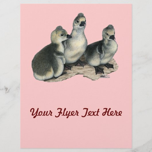 Tufted Toulouse Goslings Flyer (Vorne)