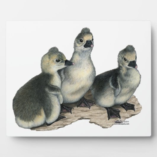Tufted Toulouse Goslings Fotoplatte (Vorderseite)