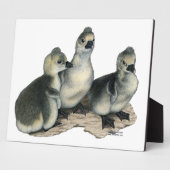 Tufted Toulouse Goslings Fotoplatte (Seite)