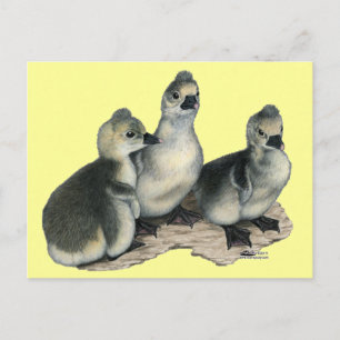 Tufted Toulouse Goslings Postkarte