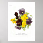 Tuftige Stiefmütterchen Poster (Vorne)