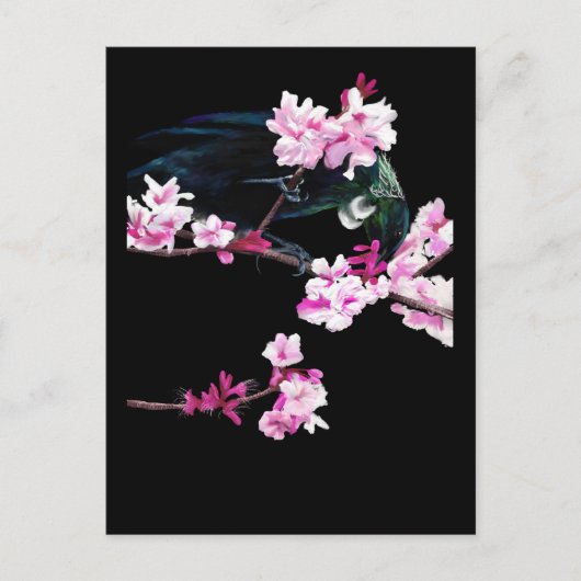 Tui Fütternd auf Kirschblüten Postkarte (Vorderseite)