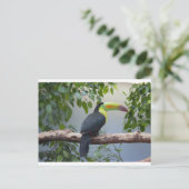 Tukan Foto Postkarte (Stehend Vorderseite)