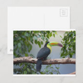Tukan Foto Postkarte (Vorne/Hinten)