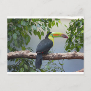 Tukan Foto Postkarte