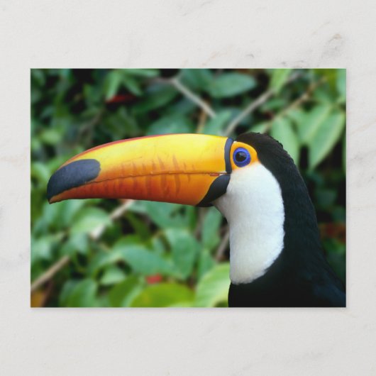 Tukan mit gelbem Schnabel Postkarte (Vorderseite)