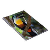 Tukan, Natur, Vogel Notizblock (Rechte Seite)