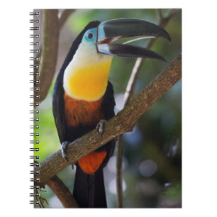 Tukan, Natur, Vogel Notizblock
