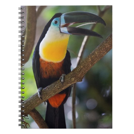 Tukan, Natur, Vogel Notizblock (Vorderseite)
