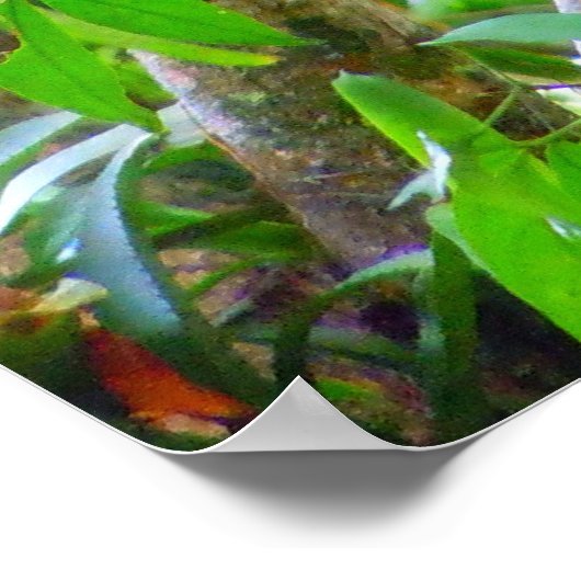 Tukane Poster (Ecke)