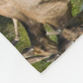 Tule Elk | Point Reyes National Seashore, CA Fleecedecke (Ecke)