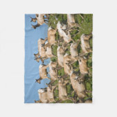 Tule Elk | Point Reyes National Seashore, CA Fleecedecke (Vorderseite)