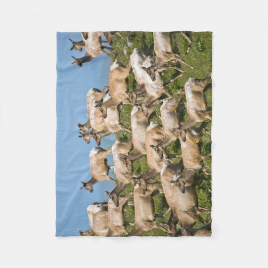 Tule Elk | Point Reyes National Seashore, CA Fleecedecke (Vorderseite)