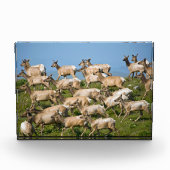 Tule Elk | Point Reyes National Seashore, CA Fotoblock (Vorderseite)