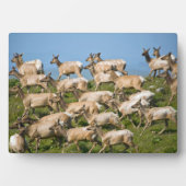 Tule Elk | Point Reyes National Seashore, CA Fotoplatte (Vorderseite)