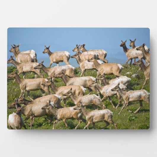 Tule Elk | Point Reyes National Seashore, CA Fotoplatte (Vorderseite)