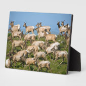 Tule Elk | Point Reyes National Seashore, CA Fotoplatte (Seite)