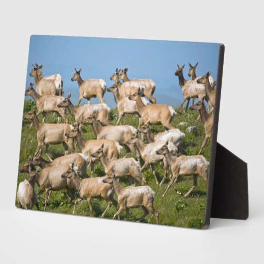 Tule Elk | Point Reyes National Seashore, CA Fotoplatte (Seite)