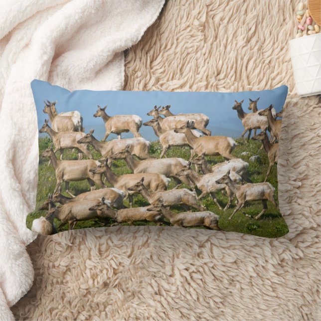 Tule Elk | Point Reyes National Seashore, CA Lendenkissen (Decke)