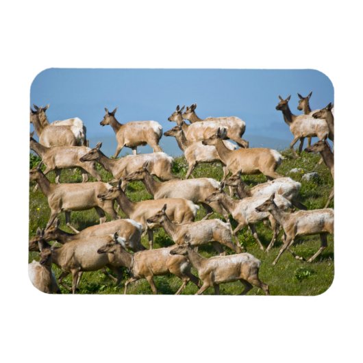 Tule Elk | Point Reyes National Seashore, CA Magnet (Horizontal)