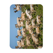 Tule Elk | Point Reyes National Seashore, CA Magnet (Vertikal)