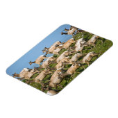 Tule Elk | Point Reyes National Seashore, CA Magnet (Linke Seite)