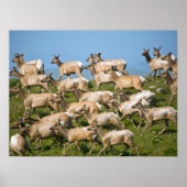 Tule Elk | Point Reyes National Seashore, CA Poster (Vorne)